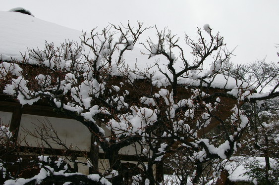 円覚寺の雪景色_14.jpg