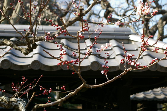 東慶寺の梅は満開_03