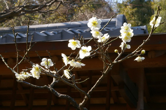 東慶寺の梅は満開_05