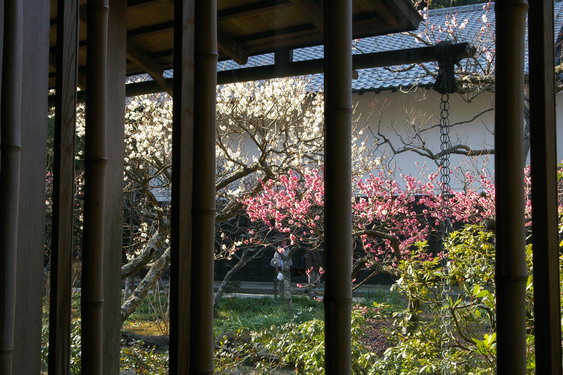 東慶寺の梅は満開_05