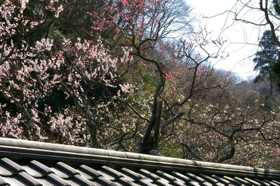 東慶寺の梅は満開_09