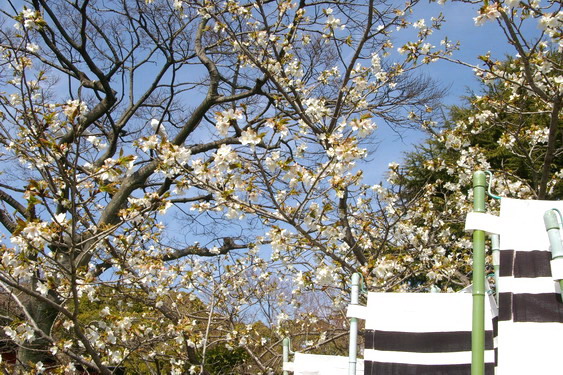 鶴岡八幡宮の桜_05