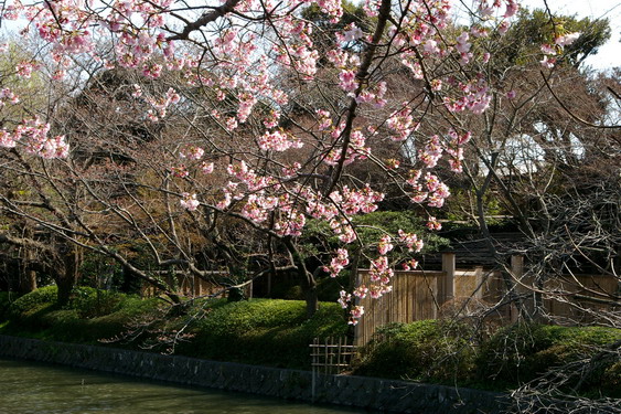 鶴岡八幡宮の桜満開_05