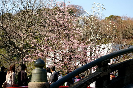 鶴岡八幡宮の桜満開_07
