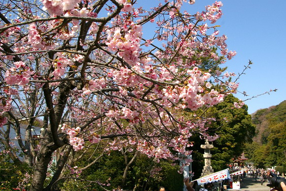 鶴岡八幡宮の桜満開_09