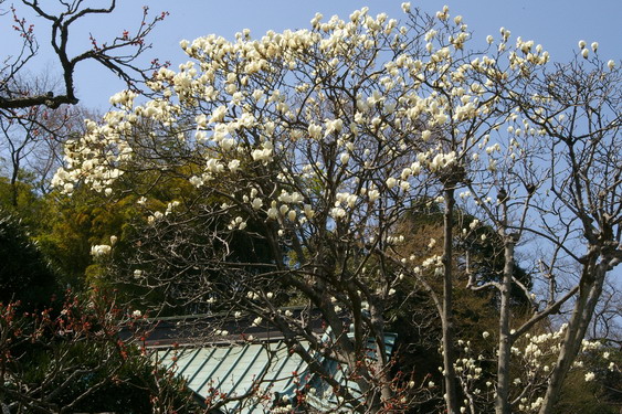 東慶寺の彼岸桜_07