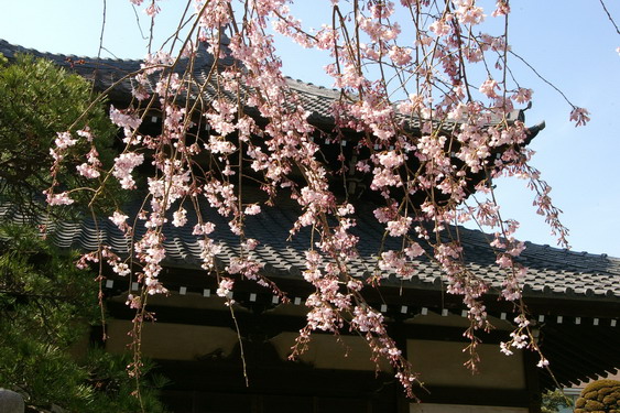 本覚寺の枝垂桜_05