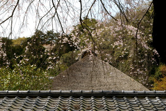 浄智寺の桜は満開_05