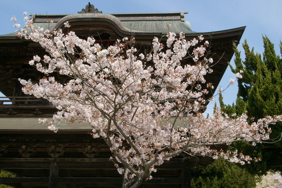 建長寺の桜は満開_03