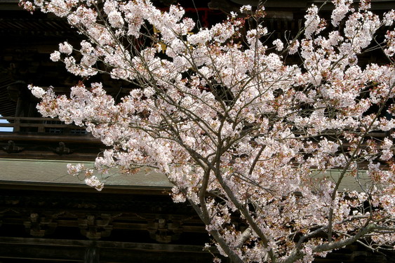 建長寺の桜は満開_04