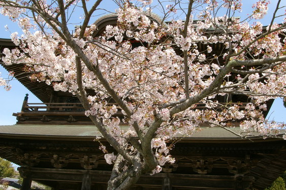 建長寺の桜は満開_05