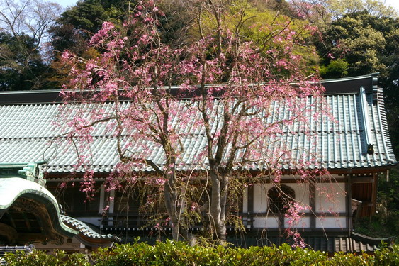 建長寺の桜は満開_08