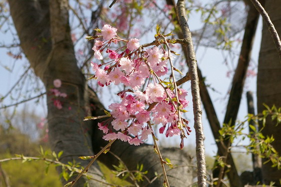 建長寺の桜は満開_09
