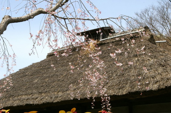 建長寺の桜は満開_18