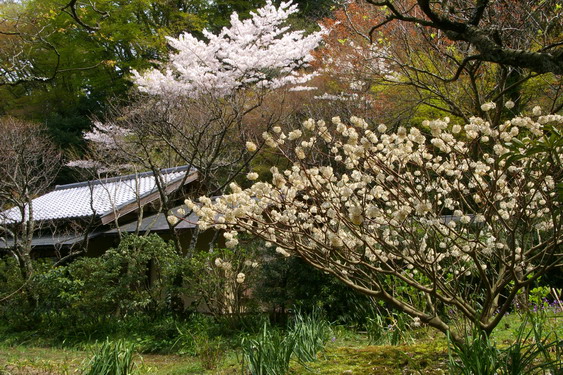 東慶寺最後の桜_09