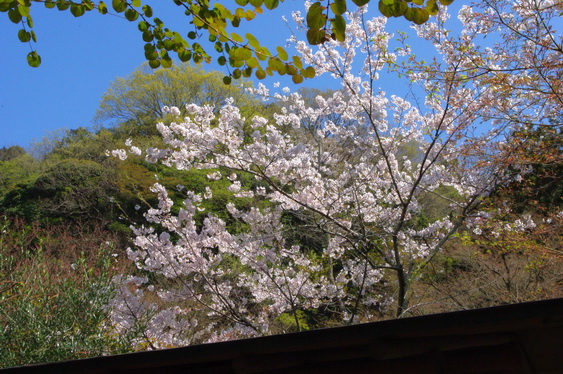 明月院の桃と桜_01