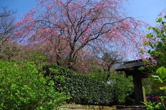 明月院の桃と桜_03