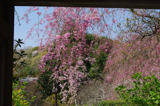 明月院の桃と桜_05