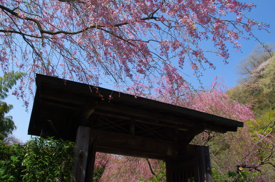 明月院の桃と桜_06