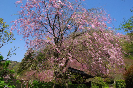 明月院の桃と桜_07