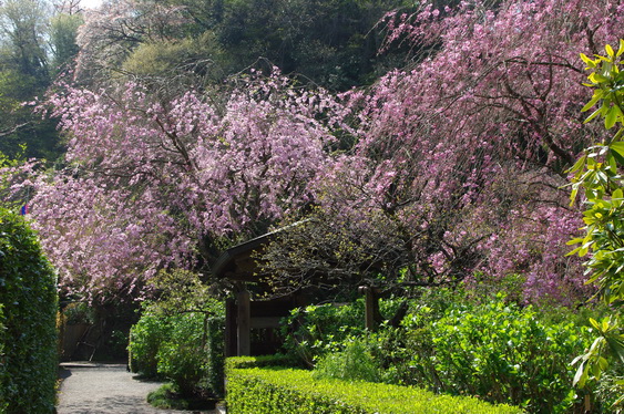 明月院の桃と桜_11