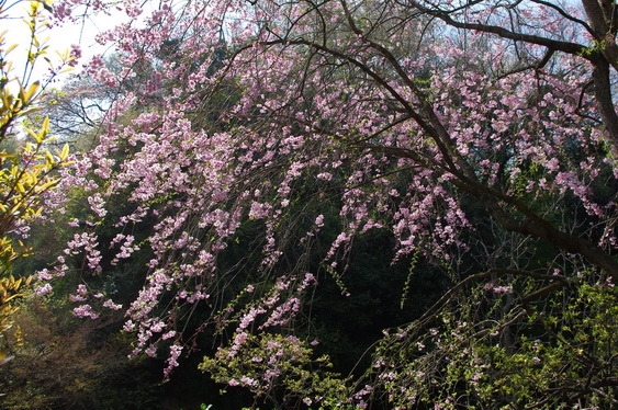 明月院の桃と桜_12