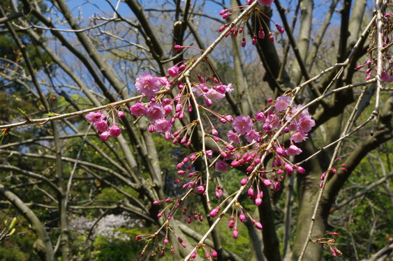 明月院の桃と桜_13