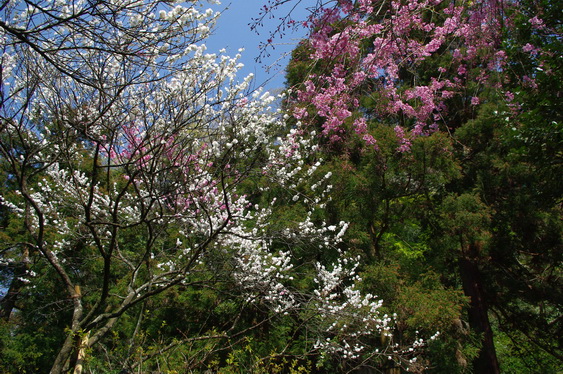 明月院の桃と桜_16