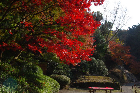 明月院の後庭の紅葉は盛り_05.jpg