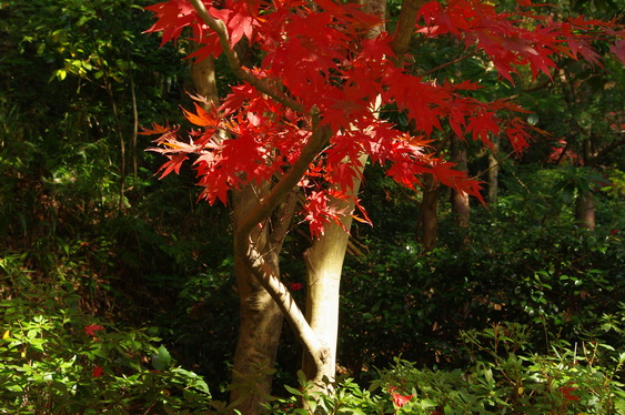 明月院の後庭の紅葉は盛り_07.jpg