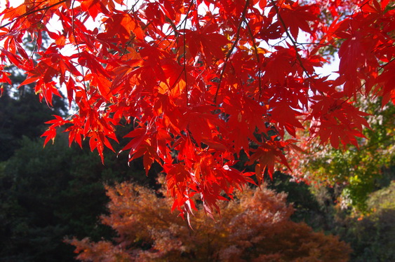 明月院の後庭の紅葉は盛り_09.jpg