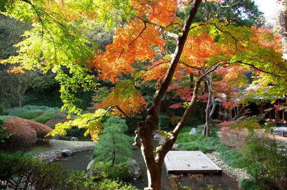 明月院の後庭の紅葉は盛り_05.jpg