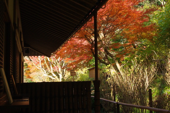 明月院の後庭の紅葉は盛り_16.jpg
