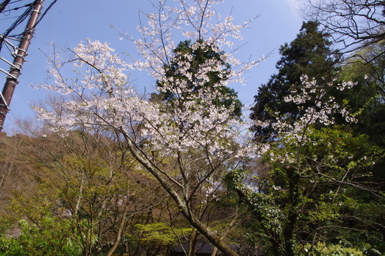 明月院の桃と桜_01.jpg