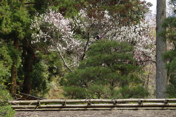明月院の桃と桜_03.jpg
