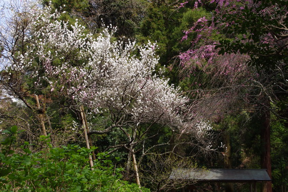 明月院の桃と桜_05.jpg