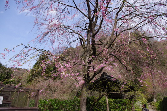 明月院の桃と桜_07.jpg