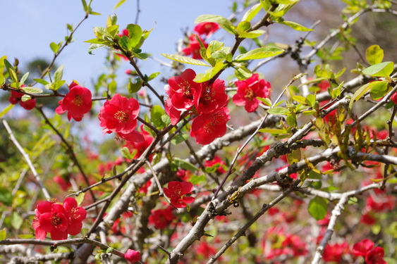 明月院の桃と桜_10.jpg