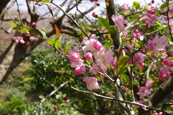 明月院の桃と桜_12.jpg