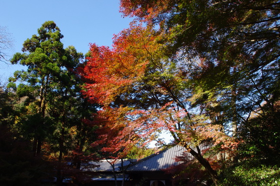 明月院後庭の紅葉もまっ盛り_07.jpg