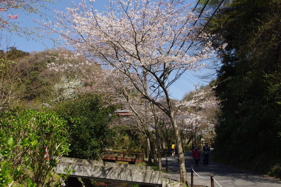 明月院の桜も開花_01.jpg