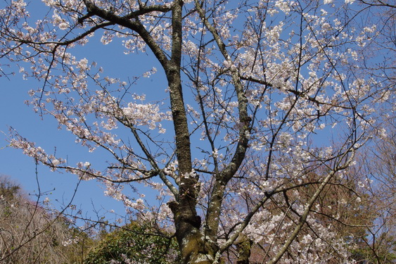 明月院の桜も開花_03.jpg
