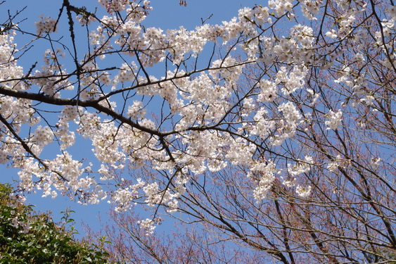 明月院の桜も開花_04.jpg