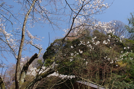 明月院の桜も開花_05.jpg
