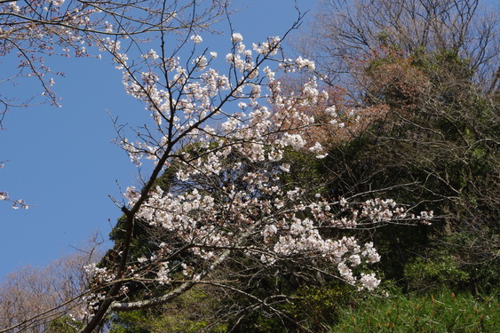 明月院の桜も開花_06.jpg