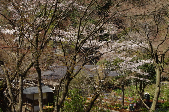 明月院の桜も開花_07.jpg