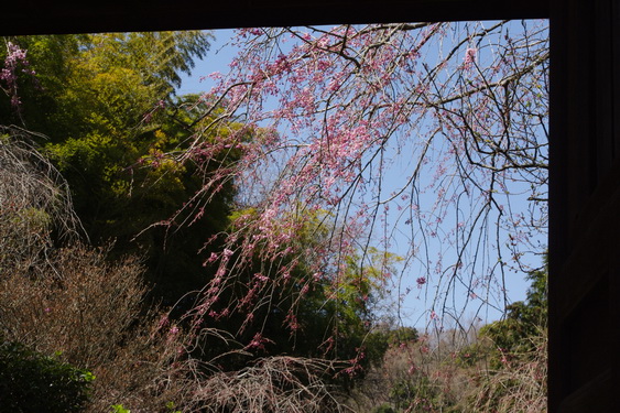 明月院の桜も開花_09.jpg