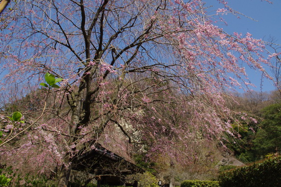 明月院の桜も開花_10.jpg
