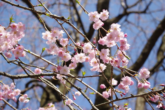 明月院の桜も開花_11.jpg