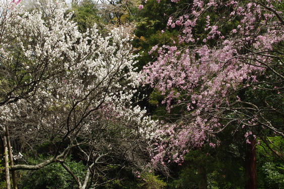 明月院の枝垂桜も満開_04.jpg